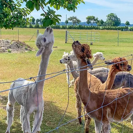 Tiny House Auf Der Alpaka Farm