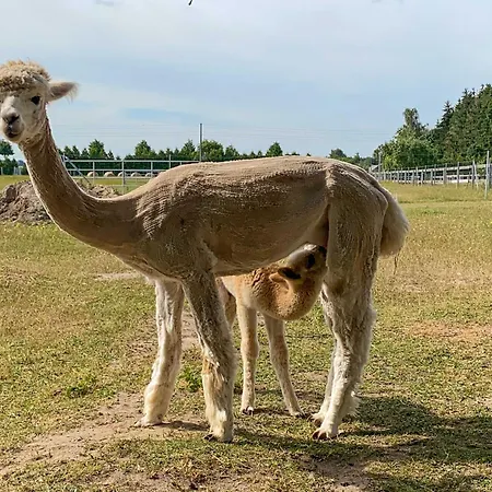 Tiny House Auf Der Alpaka Farm *