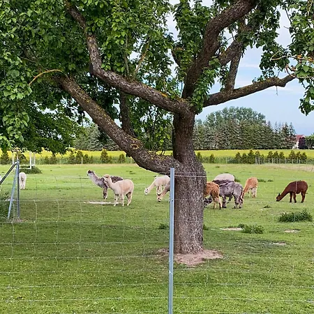 Tiny House Auf Der Alpaka Farm