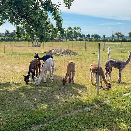 팜스테이 Tiny House Auf Der Alpaka Farm