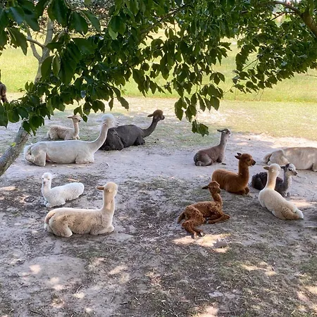 팜스테이 Tiny House Auf Der Alpaka Farm *