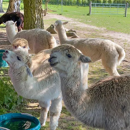 Tiny House Auf Der Alpaka Farm Rubkow
