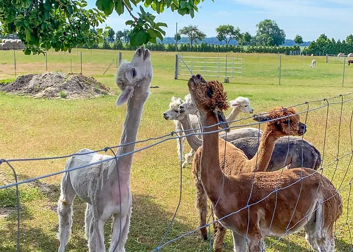 Tiny House Auf Der Alpaka Farm