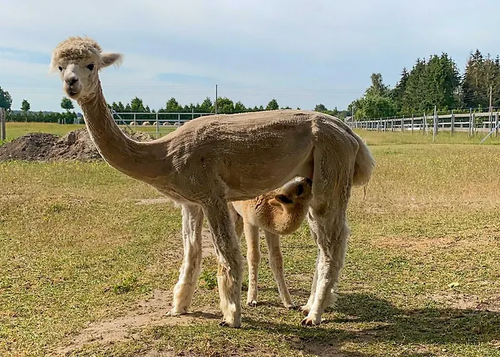 Tiny House Auf Der Alpaka Farm *