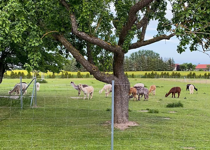 Tiny House Auf Der Alpaka Farm